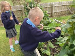 Community Garden Harvest